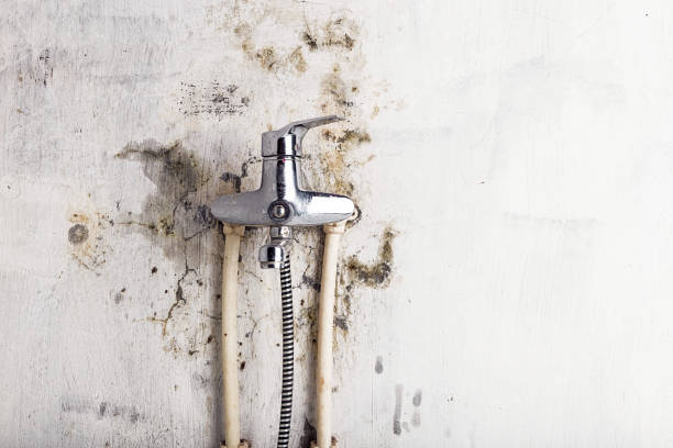 Best DIY Mold Remediation Support Services in Albert Lea, MN